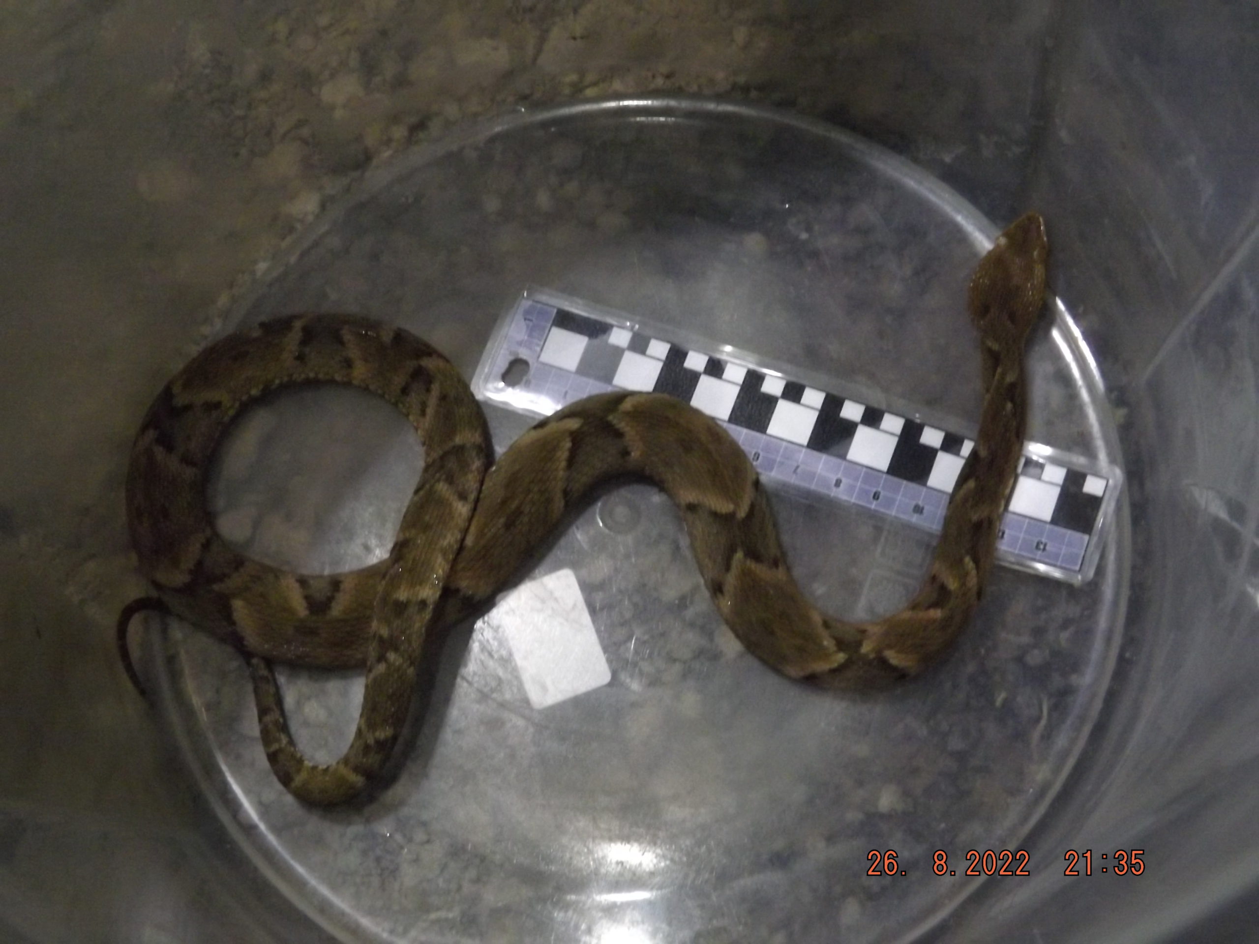 Bothrops moojeni
